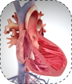Артеріальна гіпертензія, як етіологічний фактор «кардіопроблем». Класифікація СН і медикаментозна тактика. ЕКГ- діагностика: AV-блокади.